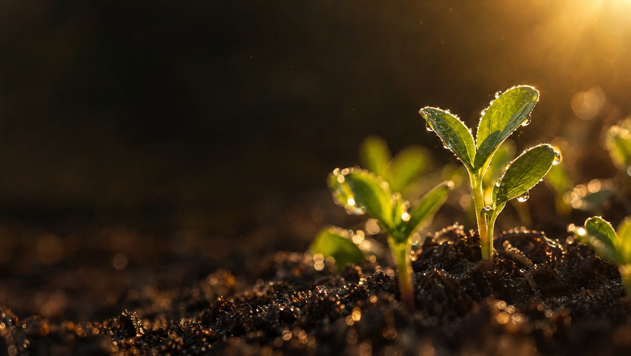 Seedlings in dark soil, backlit by the sun